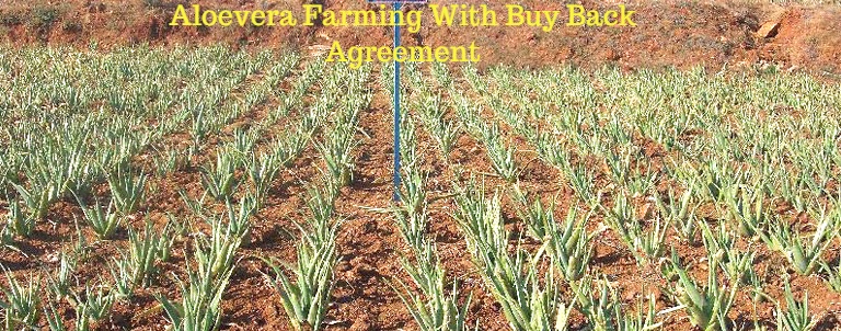 Aloe Vera Farming with buy back Agreement 